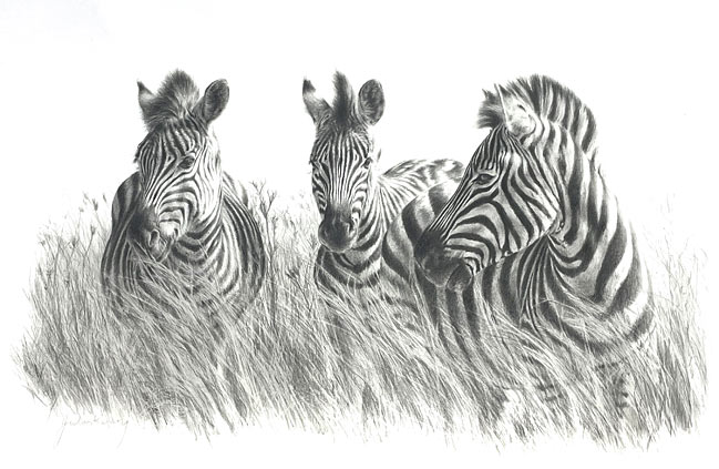 Jules Kesby wildlife artist, Zebras, whispers in the long grass